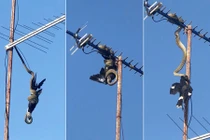 Khiếp đảm cảnh trăn khổng lồ săn mồi trên ăng ten 