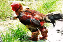 Điểm danh những giống gà quý hiếm nhất Việt Nam