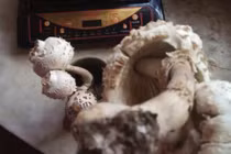 Ăn nấm lạ, người đàn ông thất kinh khi biết nấm tử thần