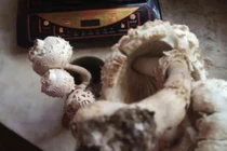 Ăn nấm lạ, người đàn ông thất kinh khi biết nấm tử thần