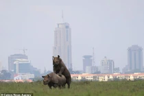 "Đỏ mặt" tê giác thản nhiên thân mật, "yêu" ngay chỗ choáng váng... 