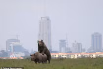 "Đỏ mặt" tê giác thản nhiên thân mật, "yêu" ngay chỗ choáng váng... 