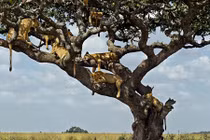 Quá nắng nóng, cả đàn sư tử trèo hết lên cây ngủ