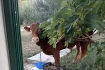 Chú bò "vượt ngục" ly kỳ, trốn thoát khỏi lò mổ ngoạn mục