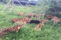 Kinh hoàng cảnh đàn hổ dữ xâu xé xác gấu đen