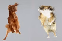 Độc đáo hình ảnh chó biết bay đầy phấn khích