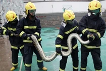 Bắt được trăn khổng lồ rình rập trong vườn cây ăn quả