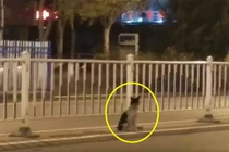 Chủ nhân qua đời, chó cưng đợi mòn mỏi 80 ngày đến xót xa