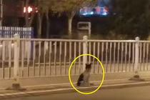 Chủ nhân qua đời, chó cưng đợi mòn mỏi 80 ngày đến xót xa