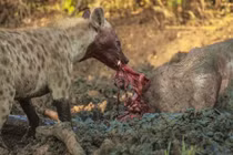 Linh cẩu khát máu xé xác trâu rừng hấp hối 