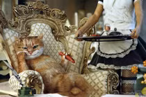 Những sự thật chứng minh loài mèo đang "xưng bá" thế giới 