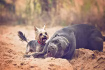 Bất ngờ lớn với tình bạn chó khổng lồ và tí hon 