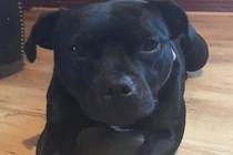 Ngoạn mục chó thông minh cứu chủ khỏi bị bắt cóc, cưỡng hiếp