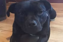 Ngoạn mục chó thông minh cứu chủ khỏi bị bắt cóc, cưỡng hiếp