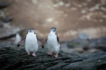 Chuyện tình yêu khác thường của cặp chim cánh cụt đồng tính