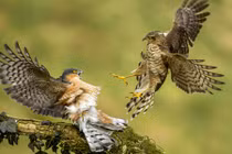 Cuộc chiến đỉnh cao của chim cắt hỏa mai 