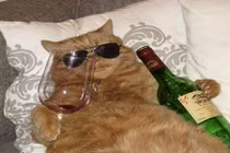 "Chết cười" những động vật thích say sưa tối ngày 