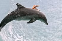 Kịch tính bạch tuộc cưỡi cá heo thoát khỏi bữa ăn tử thần