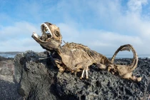 Rợn người nguyên nhân kỳ nhông chết thê thảm