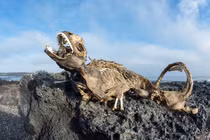 Rợn người nguyên nhân kỳ nhông chết thê thảm