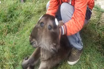 Phát hiện bê hai đầu, bốn mắt, hai mõm kỳ quặc 