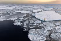 Xót xa nhìn con gấu Bắc cực cô đơn nhất thế giới 