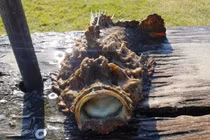 Câu được cá dị, thiếu niên hết hồn phát hiện sự thực hãi hùng