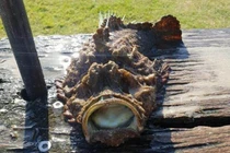 Câu được cá dị, thiếu niên hết hồn phát hiện sự thực hãi hùng