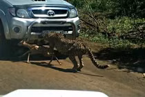 Linh dương bị báo cắn chết tươi ngay trước mũi xe hơi