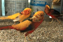 Chiêm ngưỡng đàn chim trĩ 7 màu quý hiếm của đại gia Thái Nguyên