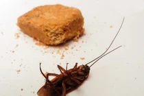 Hãi hùng cả ổ gián "nhung nhúc" trong tai người đàn ông