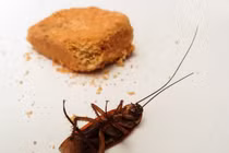 Hãi hùng cả ổ gián "nhung nhúc" trong tai người đàn ông