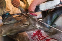 Tận mắt quá trình cắt gạc hươu đầy hãi hùng 