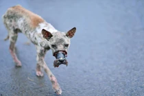 Cận cảnh chú chó bị dán mõm đến hoại tử gây sốc