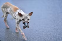 Cận cảnh chú chó bị dán mõm đến hoại tử gây sốc