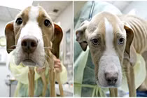 Chó Pit bull suy dinh dưỡng nặng hồi phục đáng kinh ngạc