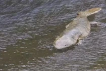 Cứu sống kỳ nhông khổng lồ có tiếng khóc như một đứa trẻ