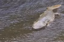 Cứu sống kỳ nhông khổng lồ có tiếng khóc như một đứa trẻ