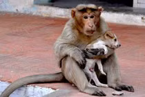 Khỉ mẹ cứu và chăm sóc chó con như con đẻ