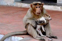 Khỉ mẹ cứu và chăm sóc chó con như con đẻ