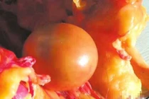 Nuôi vịt đực 5 năm mới mổ, phát hiện kho báu ngang siêu xe