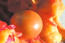 Nuôi vịt đực 5 năm mới mổ, phát hiện kho báu ngang siêu xe