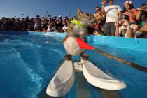 Sóc sành điệu lướt ván nước siêu đỉnh