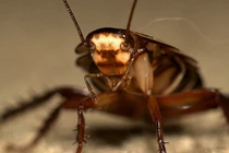 "Quái vật" bất tử gián bay vào không gian thử thách gặp chuyện gì?