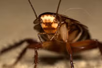 "Quái vật" bất tử gián bay vào không gian thử thách gặp chuyện gì?