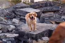 Nửa đêm, chó cưng sủa vang cứu mạng cả nhà chủ