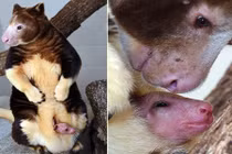 Ảnh chuột túi cây ló đầu khỏi túi mẹ cực đáng yêu 