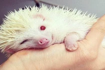 11 loài động vật bạch tạng đẹp nhất thế giới