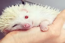 11 loài động vật bạch tạng đẹp nhất thế giới