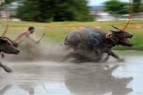 Kịch liệt cảnh trâu đua nhau bạt mạng trên đường đua